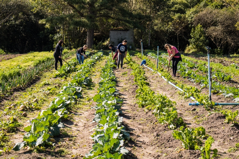 Legumes, verduras e frutas plantadas pelos estudantes são utilizadas, posteriormente, na merenda escolar