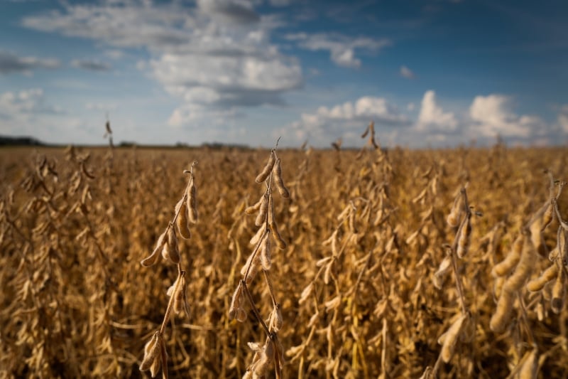 A CNA aponta que tarifa extra dos EUA afeta competitividade da agricultura e pecuária brasileira