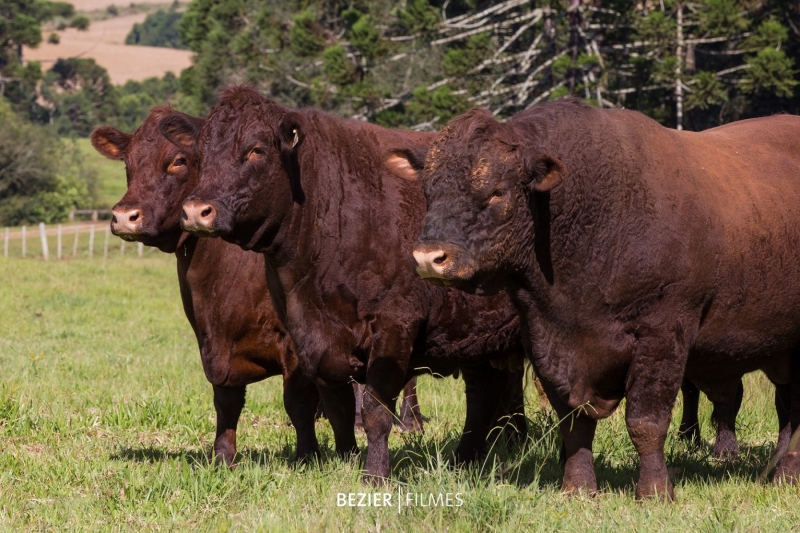 Rio Grande do Sul abriga 150 mil das 250 mil cabeças de gado Devon e cruzamentos existentes no Brasil
