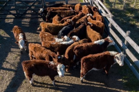 Abate de vacas prenhes sinaliza necessidade de ajuste na legislação estadual