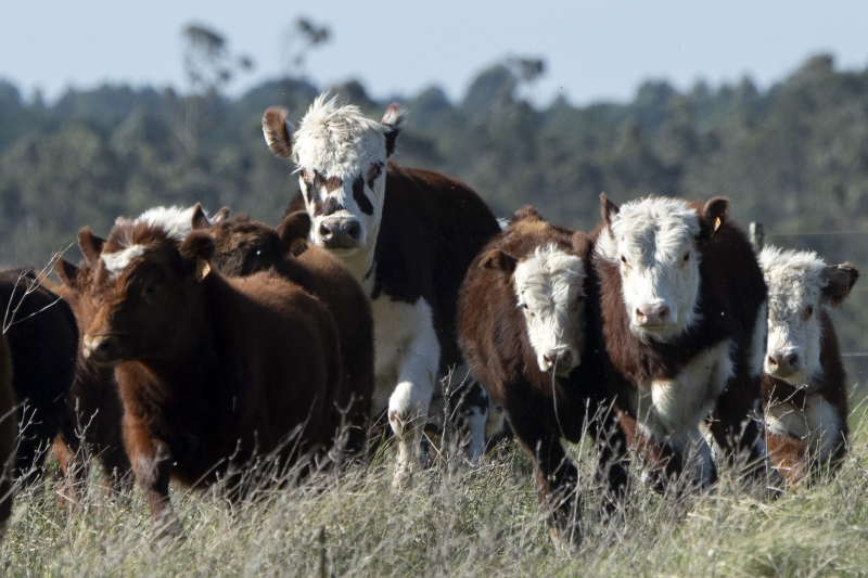 Conquista histórica permitirá aos pecuaristas gaúchos acessarem novos mercados