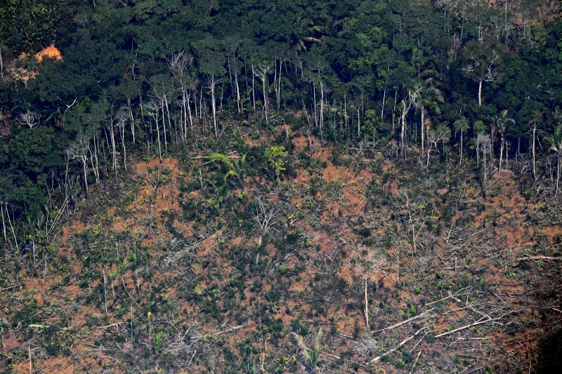 Proposta do governo é que os países florestais sejam pagos por hectare de floresta preservado