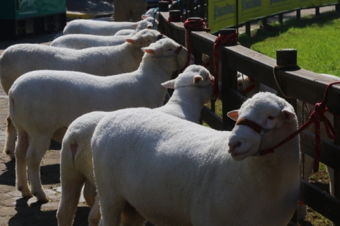 Mercado demanda por expans�o de 40% no rebanho de ovinos do Rio Grande do Sul