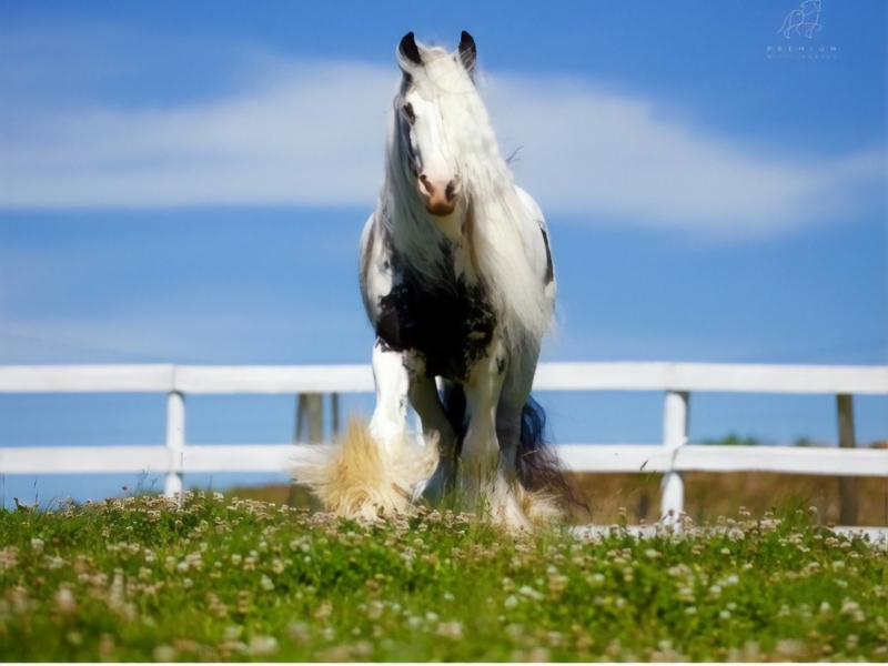 Tine's Splash of Premium, cavalo da raça Gypsy Horse - Divulgação fazenda Premium Gypsy Horses 