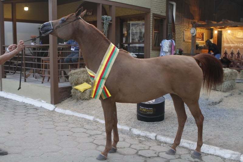 gua Jarros Marytza  de propriedade de Delmar Jaime Jarros e Jenor Jarros