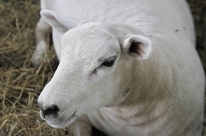 Cordeiro ensaia retorno aos bons tempos
