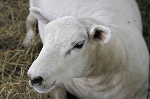 Cordeiro ensaia retorno aos bons tempos