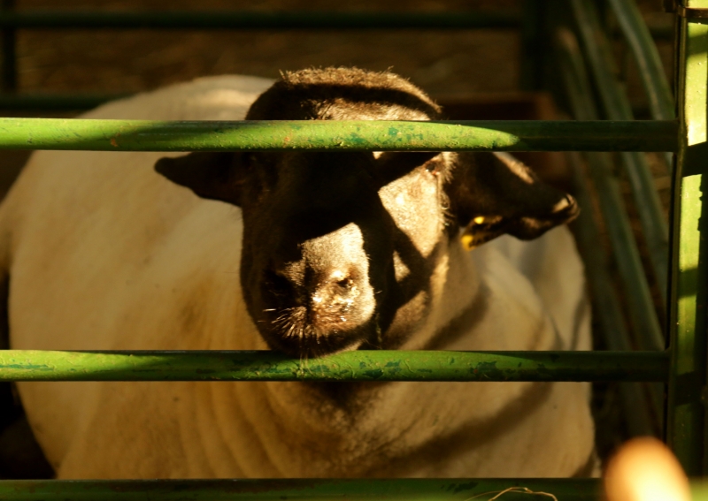 Agenda de feiras de verão mostram potencial da ovinocultura gaúcha
