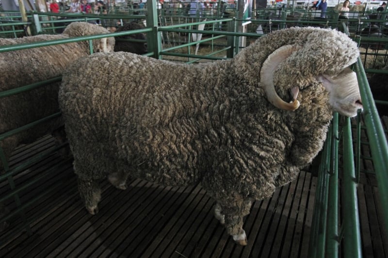 Momento está bons valores pagos ao produtor de ovinos