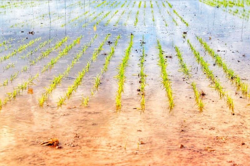 Já a safra de arroz será 1,0% maior, somando 10,4 milhões de toneladas