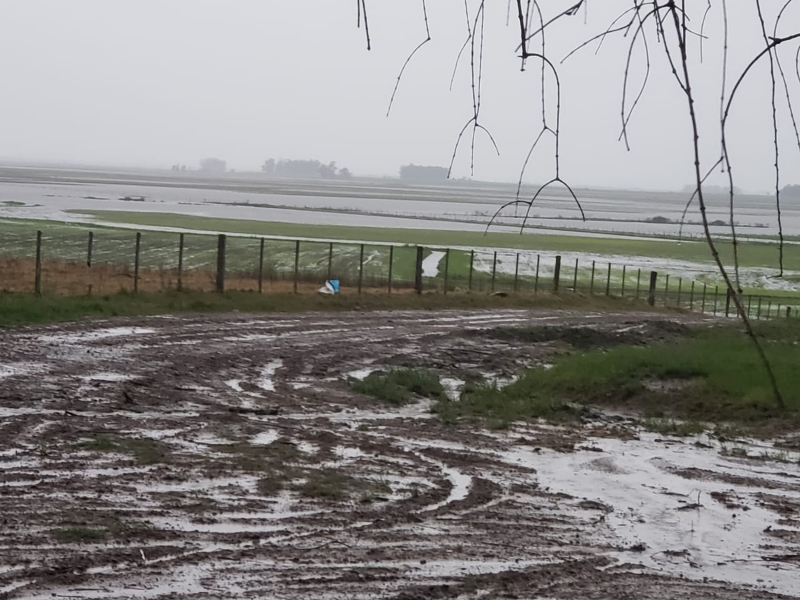 Chuvas intensas prejudicaram os trabalhos nas lavouras arrozeiras