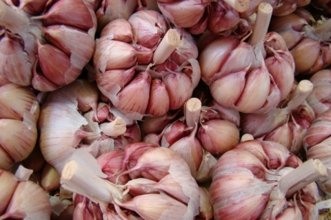 Produtores de alho vão à Camex por proteção contra importações