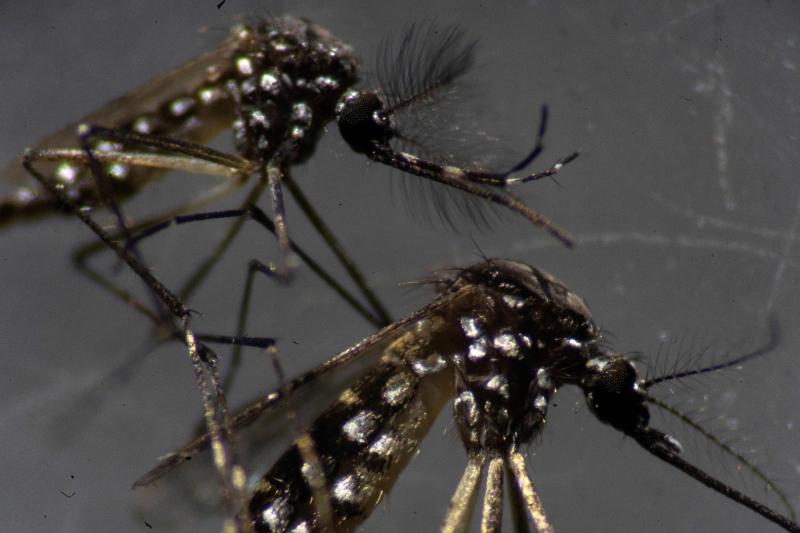 Aedes aegypti é o mosquito transmissor de dengue, zika e chikunguny