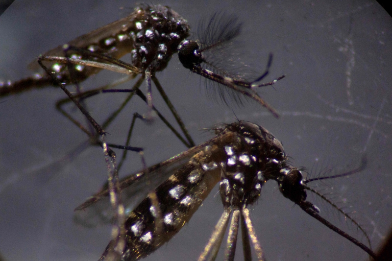 Capital já tem 243 casos confirmados de dengue, provocada pelo mosquito Aedes aegypti