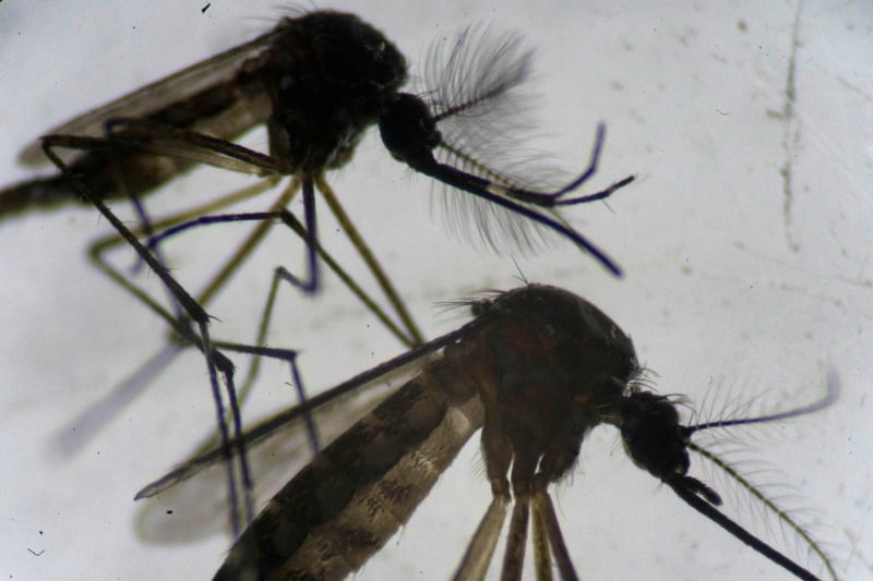 O Rio Grande do Sul registra 47 mortes ocasionadas pela dengue desde o início do ano