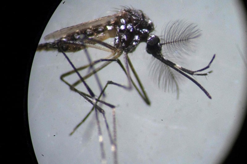Prevenção deve ser feita eliminando água parada, onde o mosquito transmissor se reproduz