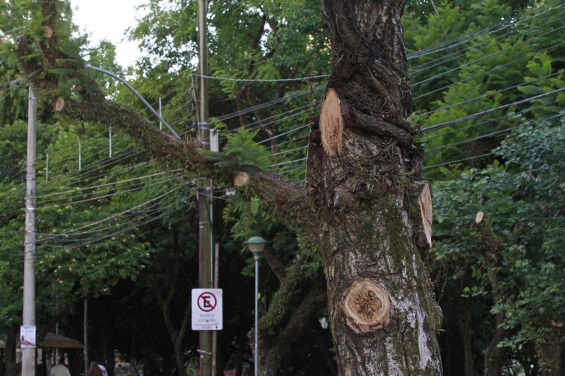 Atendimentos a pedidos quadruplicaram desde 2018, afirma a SMSUrb