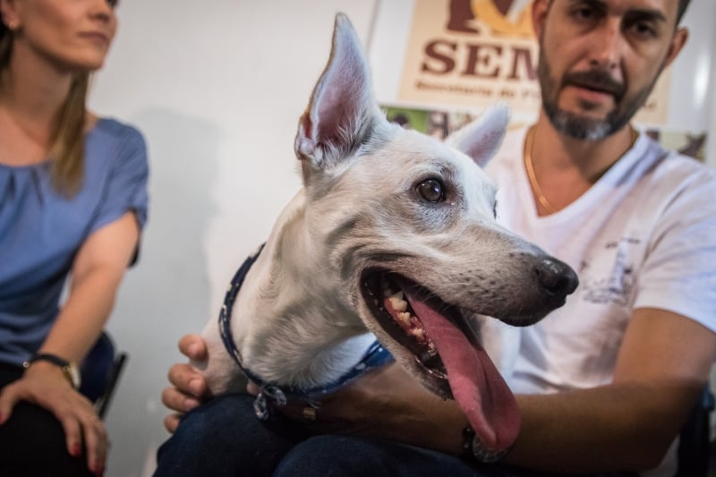 Secretaria de Proteção Animal fará entrevistas com interessados em abriga Timtim até sexta-feira