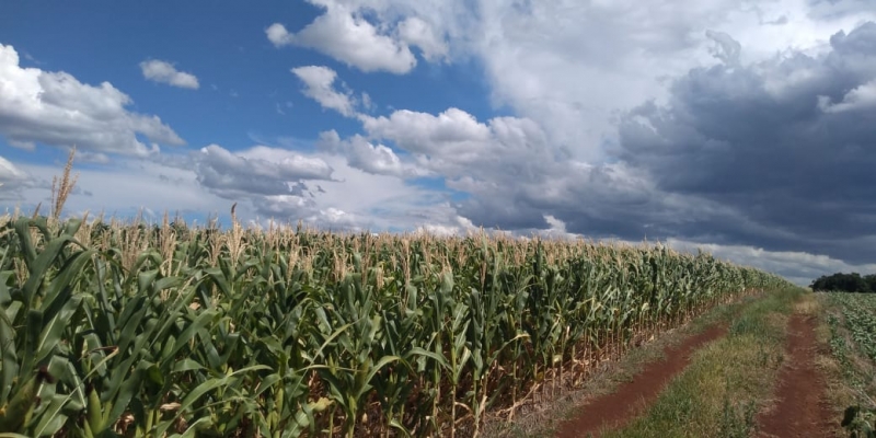 As safras de milho estão sendo especialmente afetadas pela falta de chuva
