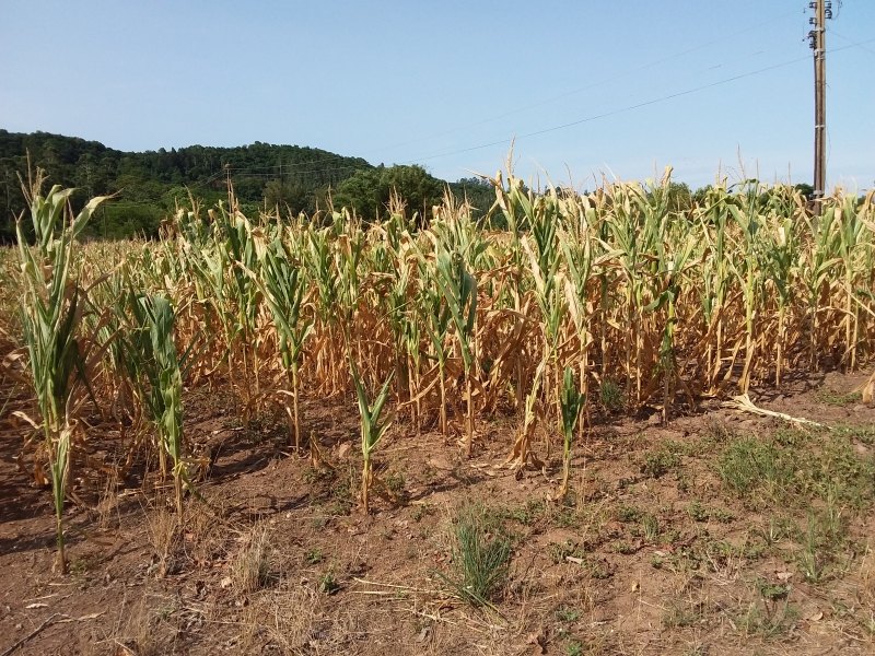 Em Ernestina, ao sul de Passo Fundo, é estimada uma perda de 80% a 90% da área do milho