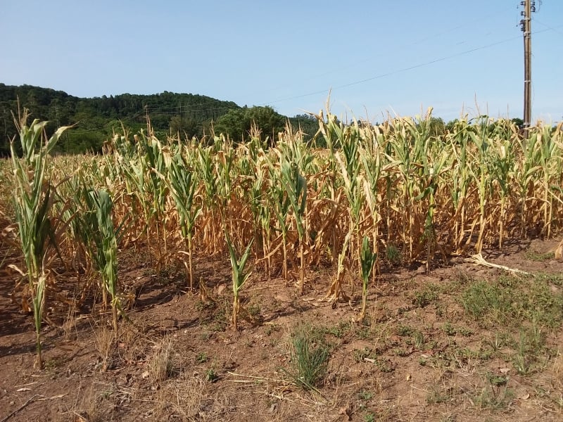 A Secretaria de Agricultura apontou a estiagem deste ano como a maior dos últimos tempos