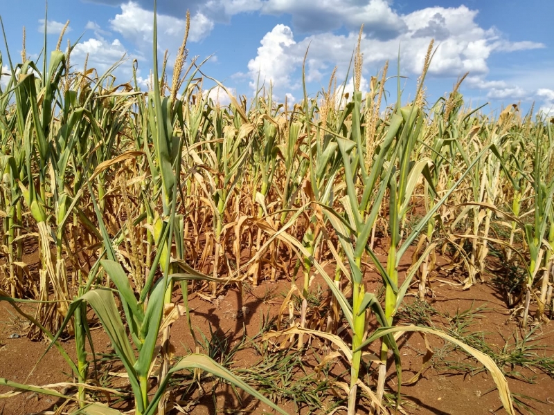 Novo boletim da Defesa Civil indica que 25 cidades estão sendo afetadas pela estiagem