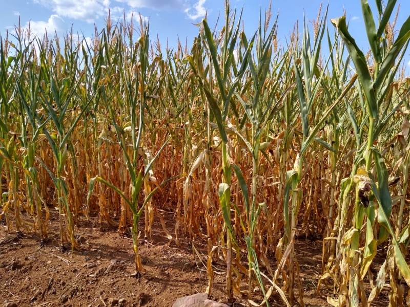 A falta de chuvas prejudicou de forma expressiva a produção de soja, milho e fumo