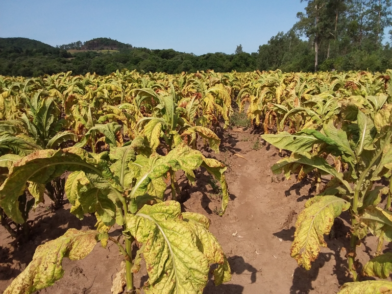 Queda na produtividade de tabaco pode chegar a quase 30%, segundo Afubra