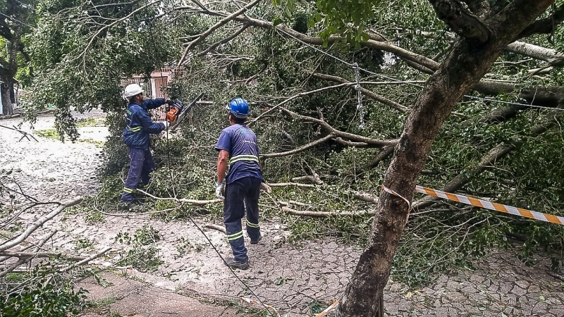 Fortes ventos do temporal derrubaram árvores e a fiação da rede elétrica