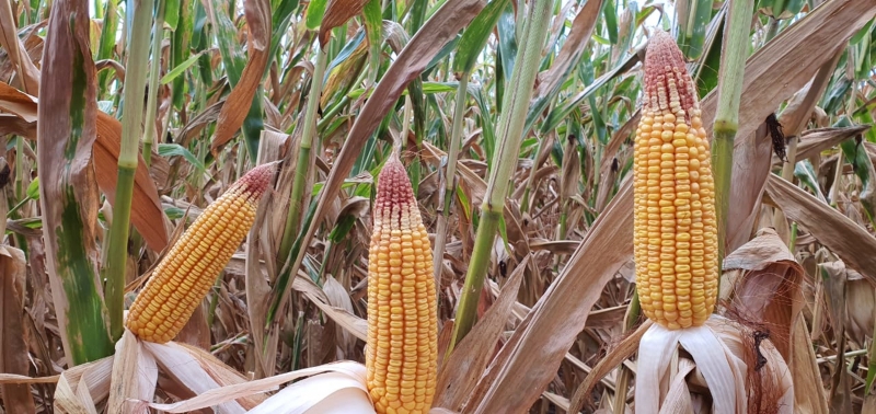 Falta de chuva provocou perdas de 50% nas lavouras de milho