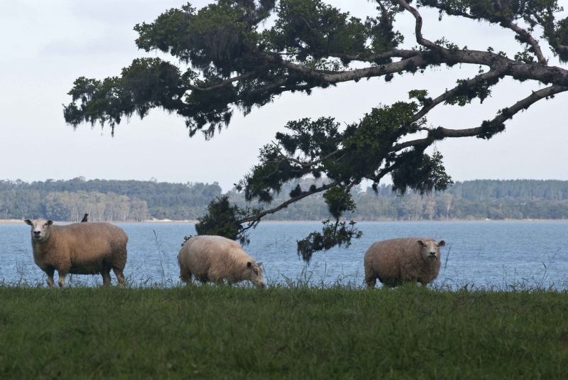 Demanda pela proteína de cordeiro vem aumentando no Brasil, o que levou produtores a investirem em tecnologia