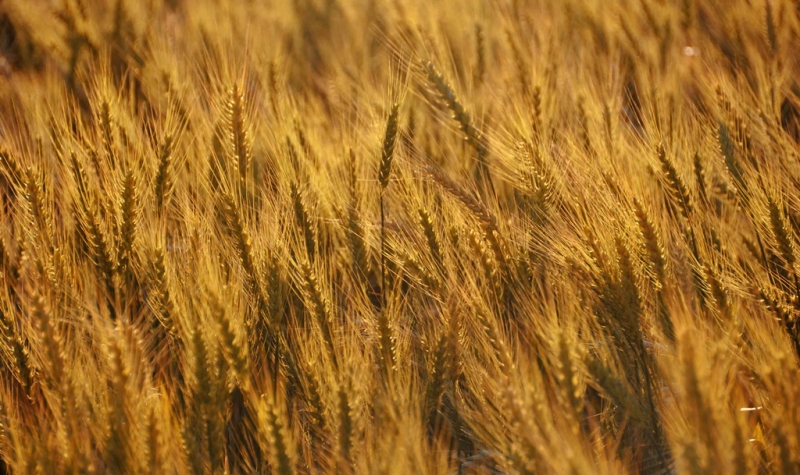 A produção de trigo neste ano deve ser 37,8% maior do que no ano passado