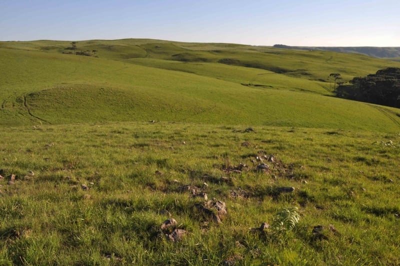 Projeto Alianza Mais oferece assistência técnica, incentivos e financiamento para iniciativas que aliem maior produtividade à conservação da biodiversidade do bioma pampa