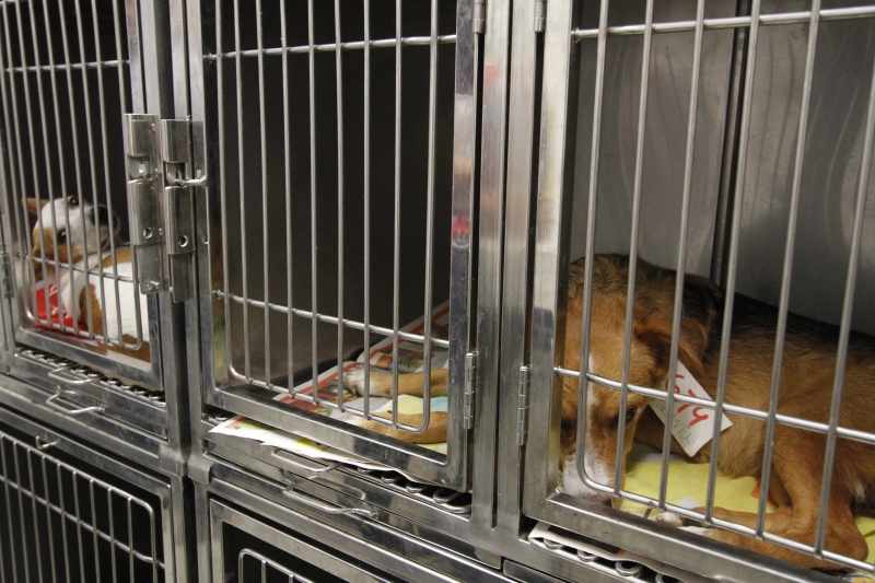 {'nm_midia_inter_thumb1':'https://www.jornaldocomercio.com/_midias/jpg/2020/02/05/206x137/1_lp_050220___hospital_de_animais__6_-8972253.jpg', 'id_midia_tipo':'2', 'id_tetag_galer':'', 'id_midia':'5e3af510d7b46', 'cd_midia':8972253, 'ds_midia_link': 'https://www.jornaldocomercio.com/_midias/jpg/2020/02/05/lp_050220___hospital_de_animais__6_-8972253.jpg', 'ds_midia': 'Unidade de Sa&uacute;de Vict&oacute;ria (hospital de vetes que o Grendene construiu) na estrada B&eacute;rico Jos&eacute; Bernardes, 3489, parada 19, bairro Lomba do Pinheiro', 'ds_midia_credi': 'LUIZA PRADO/JC', 'ds_midia_titlo': 'Unidade de Sa&uacute;de Vict&oacute;ria (hospital de vetes que o Grendene construiu) na estrada B&eacute;rico Jos&eacute; Bernardes, 3489, parada 19, bairro Lomba do Pinheiro', 'cd_tetag': '1', 'cd_midia_w': '800', 'cd_midia_h': '533', 'align': 'Left'}