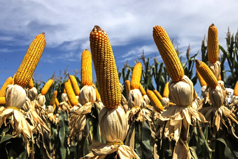 Previsão para o milho é de uma produção recorde de 108,07 milhões de toneladas