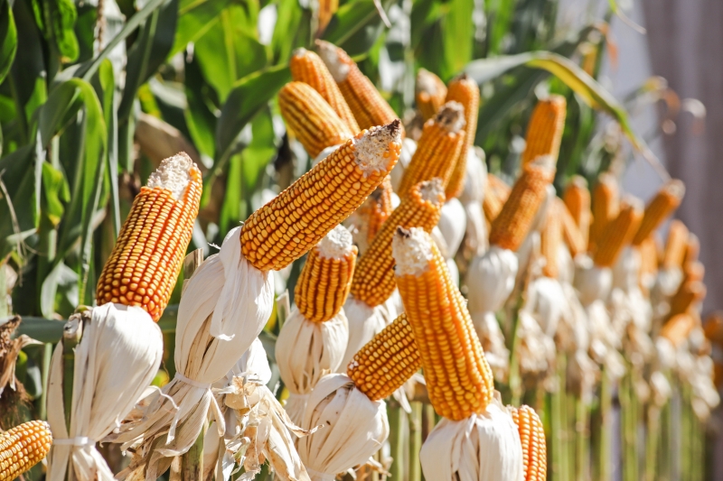 Mais de 16,1 mil toneladas de milho foram comercializadas no Rio Grande do Sul