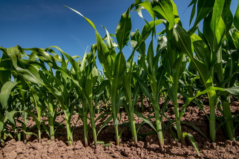 Quantidade De Adubo Por Hectare Para Milho