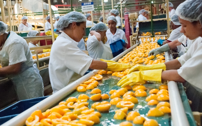Região Sul do Estado concentra 11 indústrias de beneficiamento da fruta, que abastece o País e o exterior