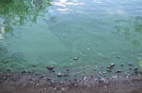 Estudo aponta causa de água esverdeada na Lagoa dos Barros