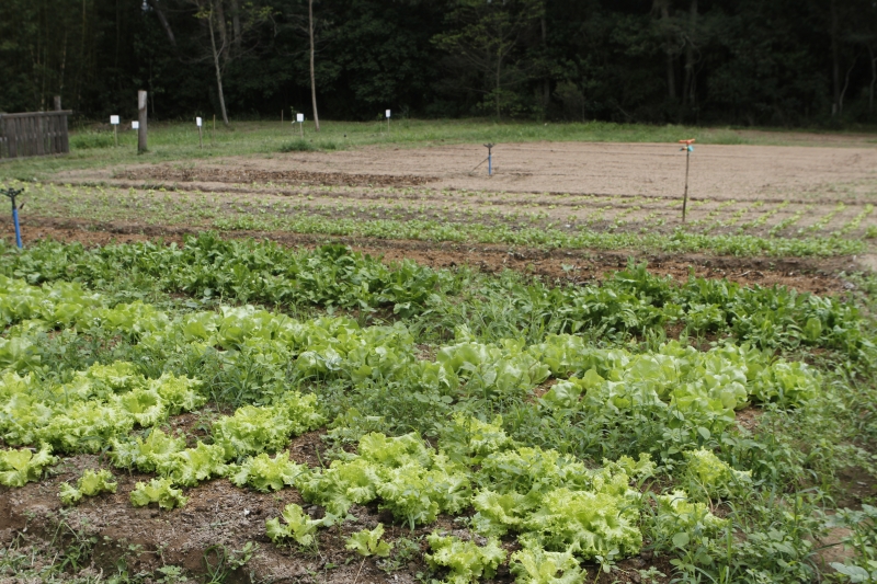 O produtor que ainda tiver uma DAP válida não precisa substituir o documento imediatamente