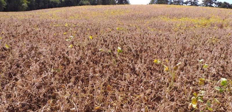 Perdas na soja seguem avançado enquanto produtores esperam por ajuda para quitar dívidas que começam a vencer