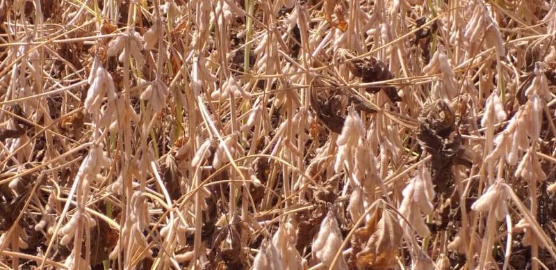 Soja cai a espera de ser colhida, mas faltam técnicos para liberar cálculo das perdas com a estiagem