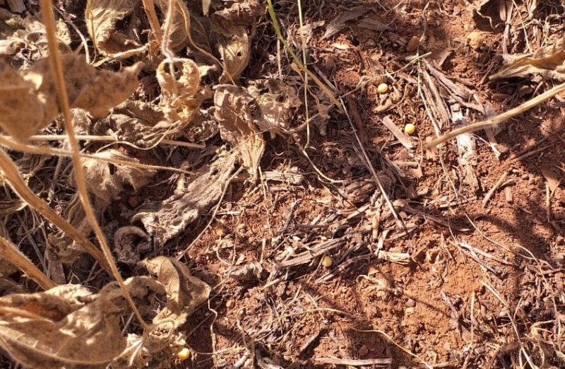 Soja cai à espera de ser colhida, mas faltam técnicos para liberar cálculo das perdas com a estiagem