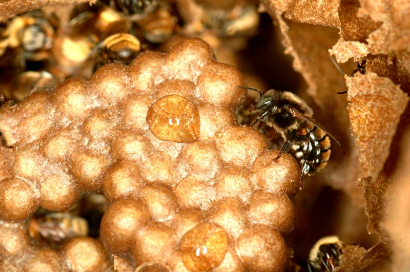 Podem receber o Selo produtos artesanais de abelhas Apis mellifera e de abelhas nativas sem ferrão