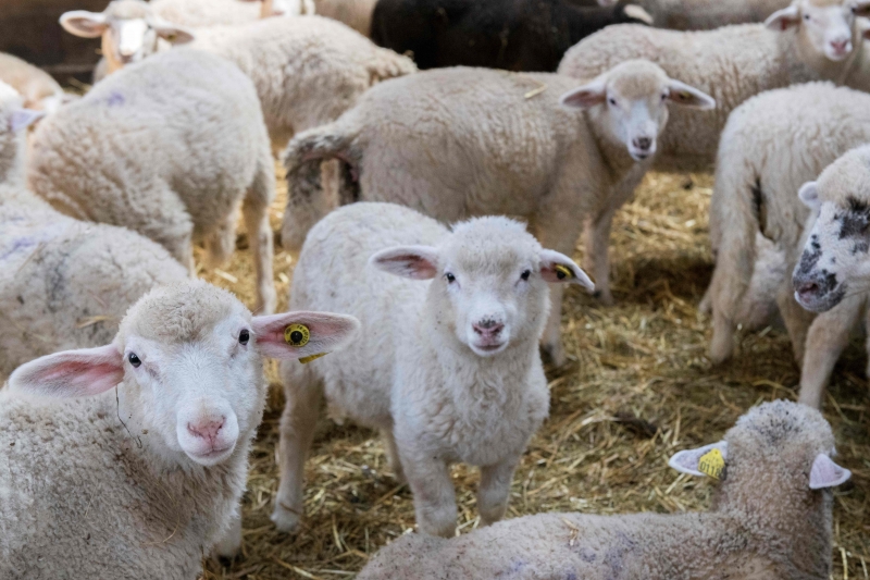 Feira de ovinos acontece de 2 a 5 de junho em Lavras do Sul