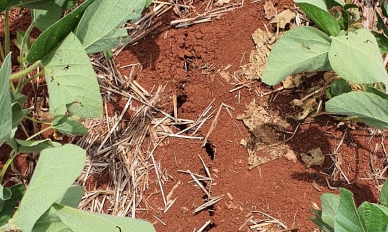 Tendência de falta de chuvas permanece em virtude do fenômeno climático La Ninã