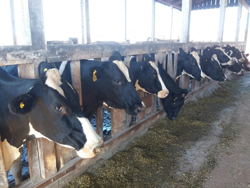 Inibir práticas da indústria ajudou a proteger cadeia leiteira do Paraná, avalia Luis Corti