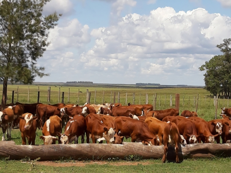 Alegrete foi a maior produtora de bovinos em 2018, de acordo com o IBGE