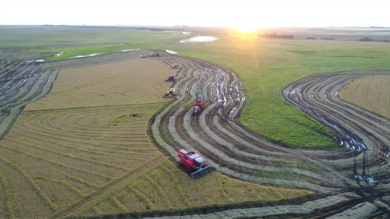 Lavouras do município produziram quase 760 mil toneladas do grão
