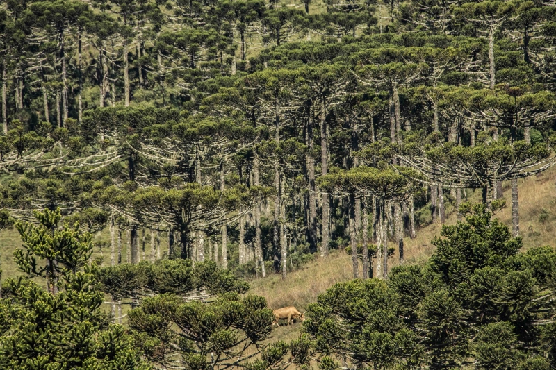 Decisão altera a lei que trata da gestão de florestas públicas e do Serviço Florestal Brasileiro